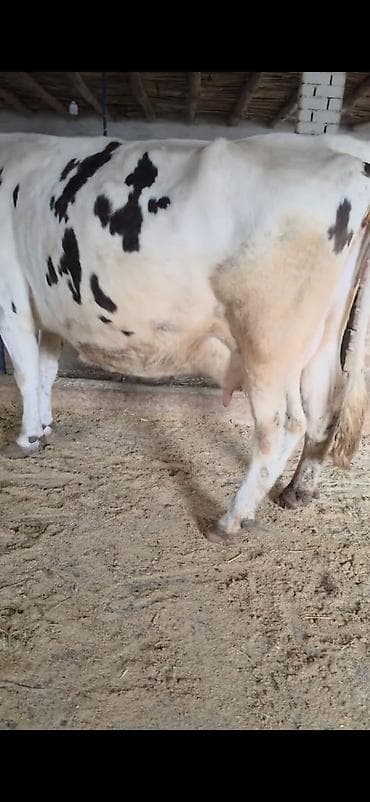 kənd təsərrüfatı heyvanları: Inek südlük sakit inekdi heyvanda heç bir prablemi yoxdu balası 2 — 9