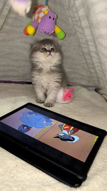 britan pisiyi: Britan — 1