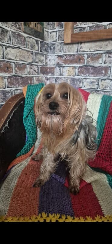 doberman itləri: Yorkşir teryer, 8 il, Erkek, Cütləşmə üçün — 1