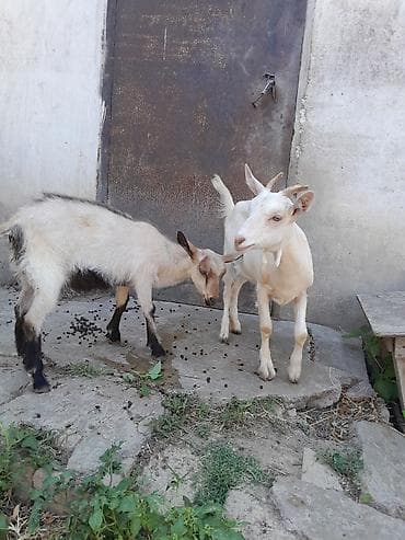 ereb kecileri: Erkək, Alpine, il: 4, Damazlıq, Ünvandan götürmə — 3