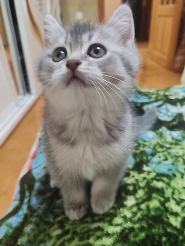 syam pişik: Britan, Dişi, Yaxşı əllərə, Ünvandan götürmə — 10