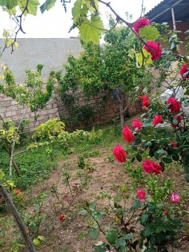 baki otel qiymetleri: İcarəyə təqdim olunur geniş və işıqlı otaq - İki ayrı tək çarpayı - — 13