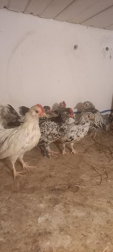 cuce adi: Toyuq cücələri, Damazlıq — 10