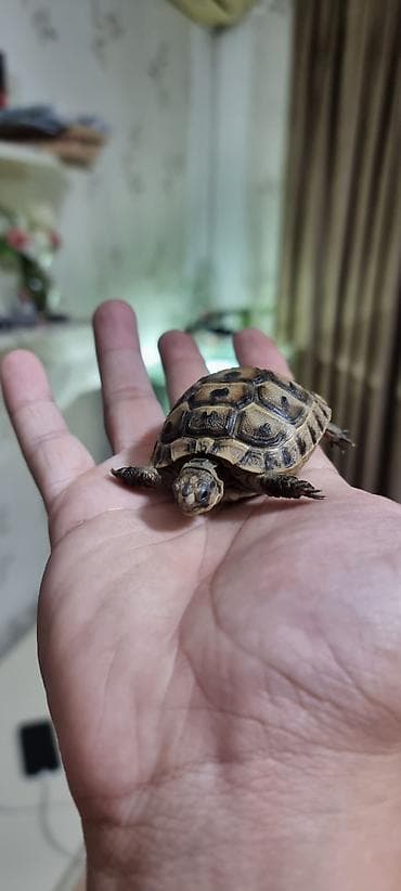 heyvan yemleri: Rus tısbağası (Testudo horsfieldii) – ev heyvanı - Kiçik ölçülü quru — 4