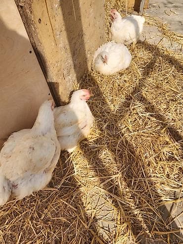 Digər heyvanlar: Toyuq, Broyler, Ətlik, Ünvandan götürmə — 2