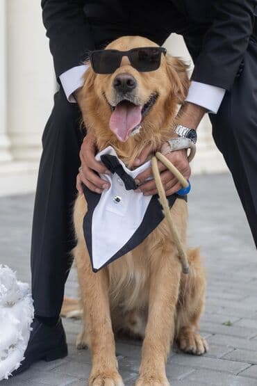 bala afcarka: Retriever, Erkek, Peyvəndli, Pulsuz çatdırılma — 5