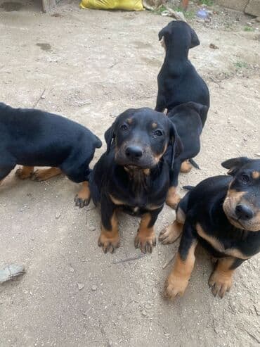 İtlər: Doberman, 2 ay, Erkek, Peyvəndli, Ünvandan götürmə, Ödənişli çatdırılma, Rayonlara çatdırılma — 4