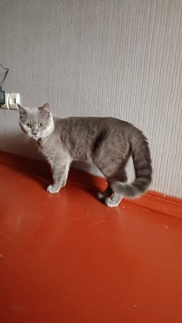 pisiy: Şotland, Erkək, Yaxşı əllərə, Ödənişli çatdırılma — 1