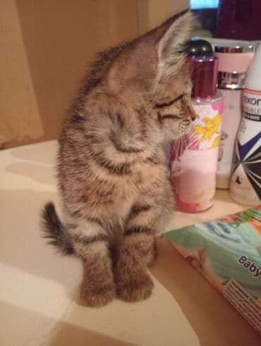 взять бесплатно котёнка: Британская, В добрые руки — 2