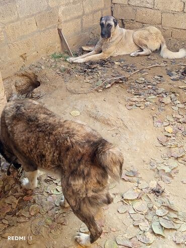 quru tisbagasi: Kanqal, 1 il, Erkek, Peyvəndli, Ünvandan götürmə — 1