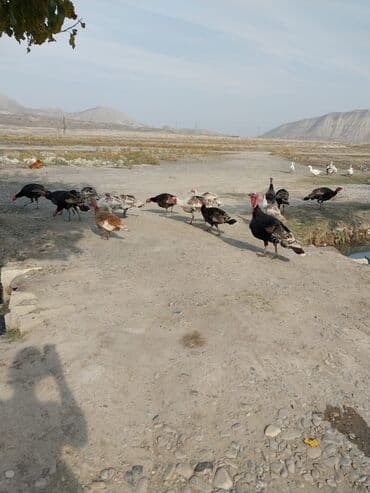 linqorin toyuqlar: Erkək, Damazlıq, Ödənişli çatdırılma — 4