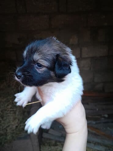 cibus itleri: Zvonok, 1 ay, Dişi, Ünvandan götürmə — 9