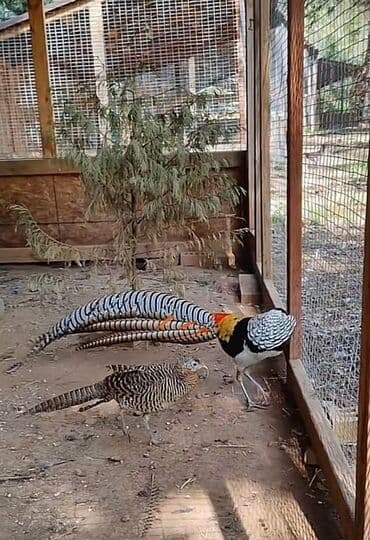 goyercin yuvasi satilir: 3 illik Almaz qırqovul satılır. Erkəyin uzun, zolaqlı quyruğu və — 3