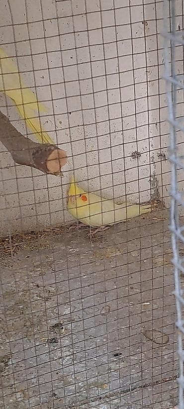 Tutuquşları: Məhsul: Nimfa tutuquşusu (Cockatiel) 3 bala satilir, 2 sari bir #sari — 2