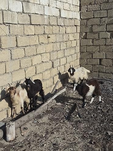 Balaca keçi sürüsü – 4 baş - Cins: yerli qarışıq (rənglər: ağ, qara — 1