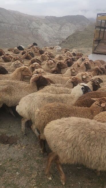 qurbanliq qoyun geyimleri: Mal-qara: Qoyun sürüsü - Növ: Yerli ətlik/yunlu qoyunlar - Rəng — 2