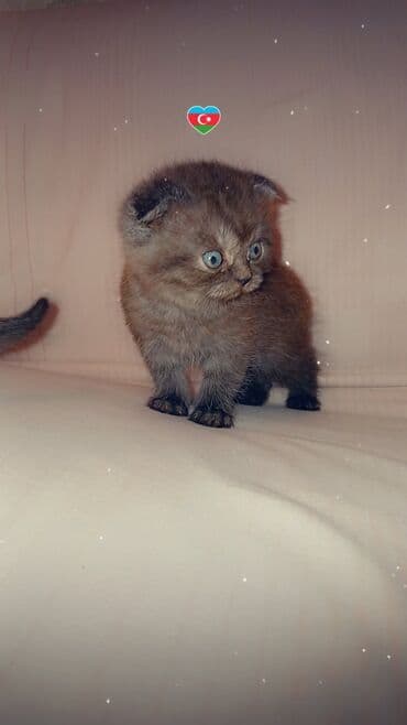 Akvariumlar: Şotland yastı qulaq, Dişi, Yaxşı əllərə — 2