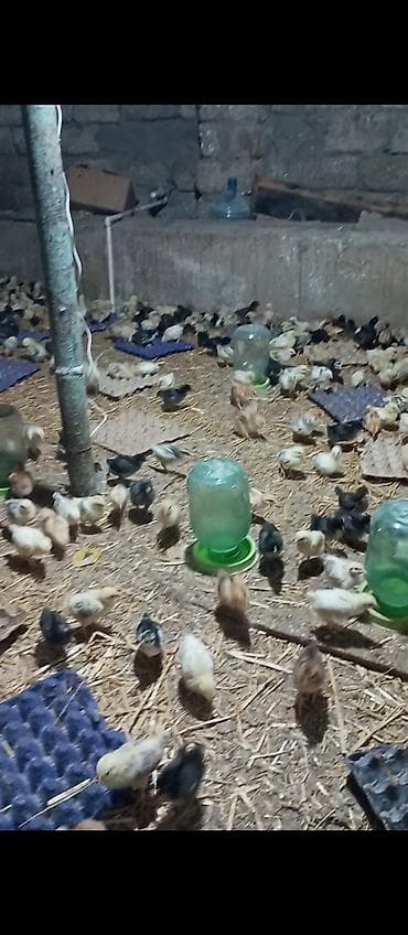 cücə alıram: Toyuq cücələri, Damazlıq — 3