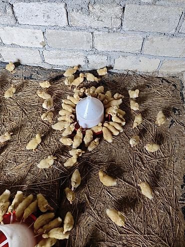 hind qusu satisi: Məhsul: Ördək balaları (cücələr) Təsvir: - Şəkillərdə böyük sayda — 4