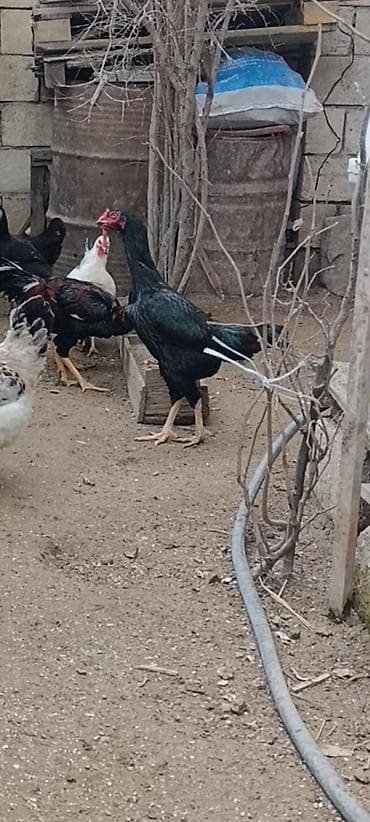 yumurtalik toyuqlar: Toyuq, Damazlıq — 4