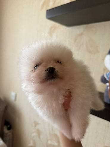 xasqi itləri: Şpitz, 2 ay, Dişi, Ünvandan götürmə — 5