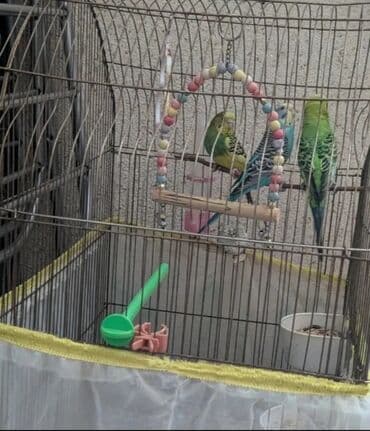 Голуби: 1 ekey 2 dişi qəfəs Le birlikdə satilir — 2