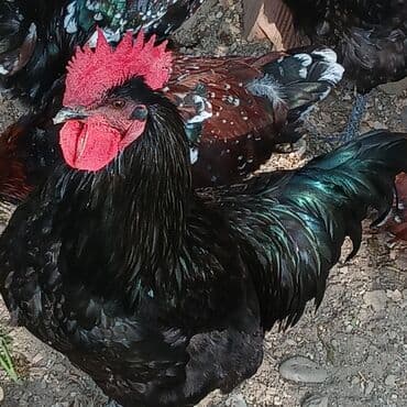 купить кролика в баку: Saf qan xətləri olan qara xalli xoruzlar - Rəng: dərin qara, günəşdə — 1