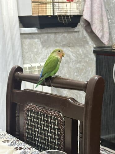 лежанка для кошек: Məhsul: Sevgi tutuquşu (Agapornis) və qəfəs dəsti Təsvir: - Rəng — 1