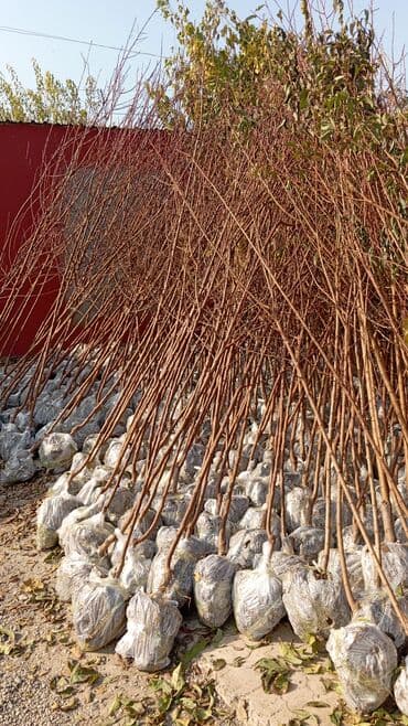 пластмассовый бак для воды купить: Her növ ağaclar ve dekarativ ağaclar çox ucuz ve qarantili gubresiz — 51