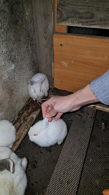 Atlar: Salam iki eded boyuklerdi boyukler satilmir kariforniya cinsidir — 3