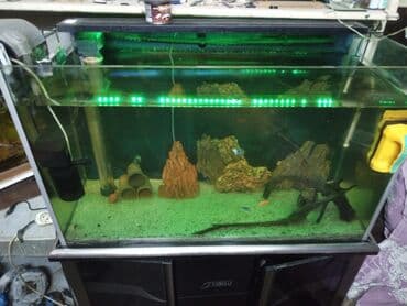 фильтр для аквариума: Akvaryum komplekti – şkaflı, sump filtrasiyalı - Şəffaf ön və yan — 8