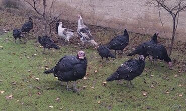 Heyvanlar üçün mallar: Hunduşkalar 7 ədəd dişi super saglam kəsim və damazlıg üçün. Cəm — 2