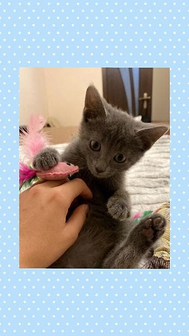 кот: Самец, В добрые руки — 1