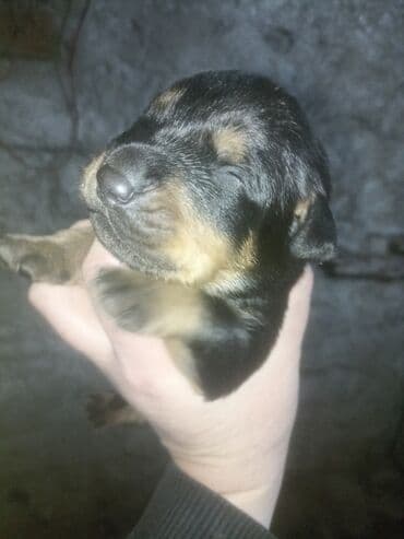 it sekili: Rotveyler, Pulsuz çatdırılma — 5