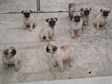 pitbull bala: Mops, 2 ay, Pulsuz çatdırılma — 4