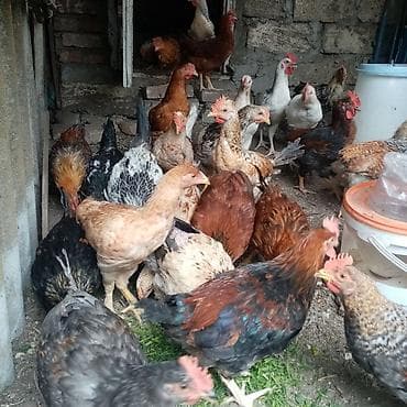 kürd toyuq: Toyuq, Damazlıq — 1