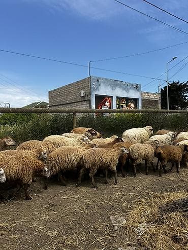 quzu qiymətləri: Qurbanlıq Quzuların satışı Müxtəlif çəkidə quzular mövcuddur. Diri — 2