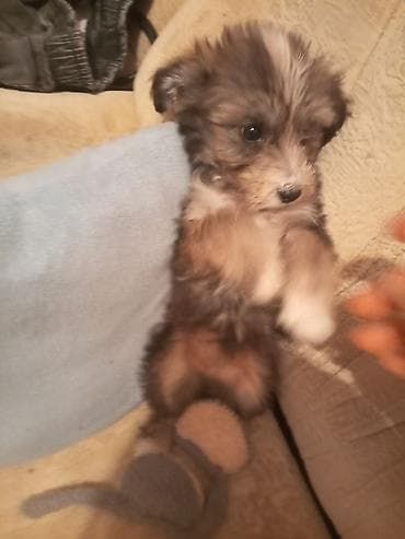 ev heyvan: 3 ay, Peyvəndli — 1