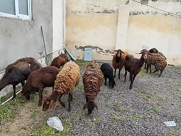 Dişi, Qala, il: 1, 50 kq, Damazlıq, Ünvandan götürmə