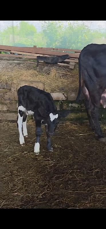 halep kecisi satilir: Inek 1 ci qarin dogub 3 gunluk erkek bala ile satilir sudu her saganda — 7