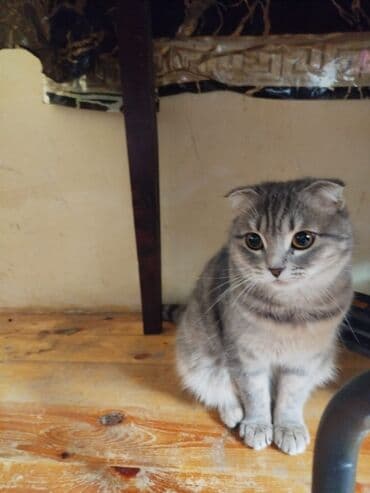 отдать котят в хорошие руки: Şotland yastı qulaq, Dişi, Yaxşı əllərə, Ödənişli çatdırılma — 1