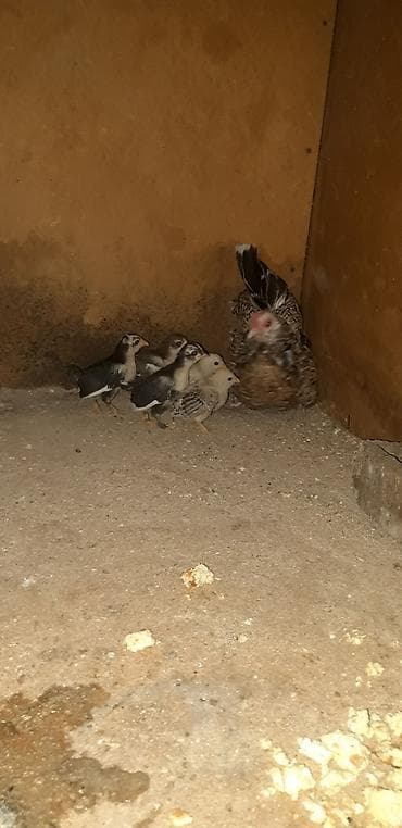 Temiz cins yaponka (Bantam) balaları satılır. - Sayı: 5 ədəd - Cins — 6