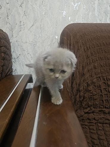 pişim: Şotland — 2