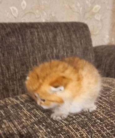 Heyvanlar üçün mallar: Britan, Dişi, Yaxşı əllərə, Ünvandan götürmə — 4