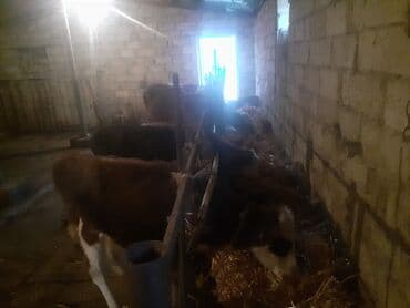 arpa toxumu satışı: Dana, buzov, Dişi, ay: 1, 100 kq, Damazlıq, Südlük, Ətlik, Ünvandan götürmə, Ödənişli çatdırılma — 3