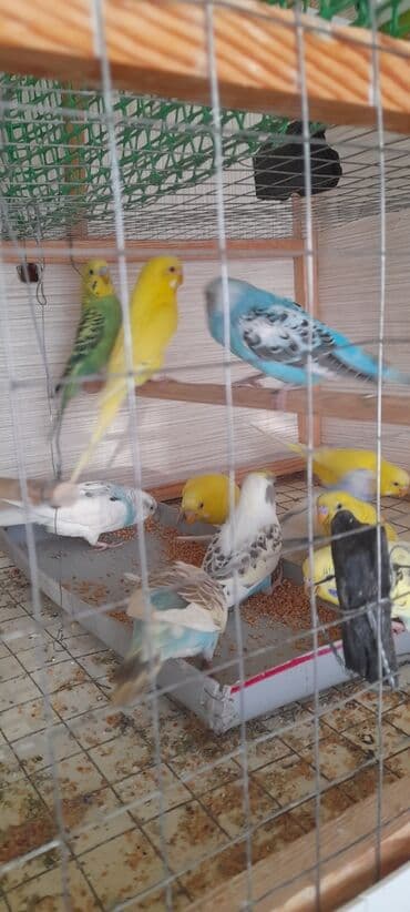 купить аквариум в баку: Topdan 10 manat qiymət sondu — 1