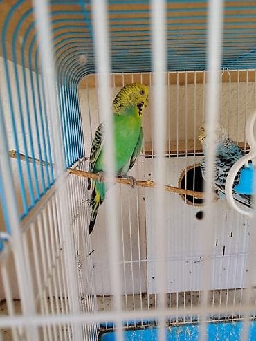 bala afçarka: ​🦜 SAĞLAM VƏ BAXIMLI TUTUQUŞULAR SATILIR! ​Ev şəraitində böyüdülmüş — 3