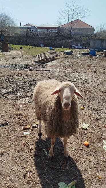 Другие с/х животные: Qoyunlar – 3 baş - Yerli ətli quzular - - Damazlıqda və ya ətlik — 1