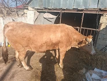 Mal-qara – inək - Növ: inək (buynuzlu) - Rəng: açıq qəhvəyi - Bədən