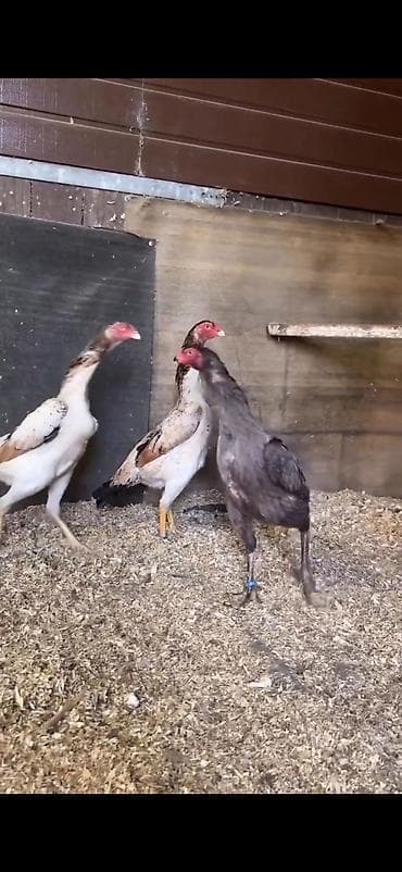 Digər heyvanlar: Toyuq, Damazlıq — 7